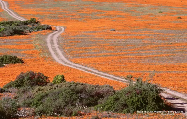 Picture Wallpaper, Widescreen, Road, Fullscreen, S. Africa, Wildflowers, Namaqualand