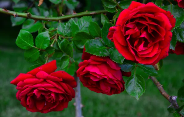 Roses, buds, rose Bush