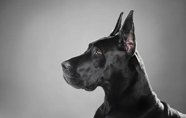 Black, dog, profile, breed, Great Dane