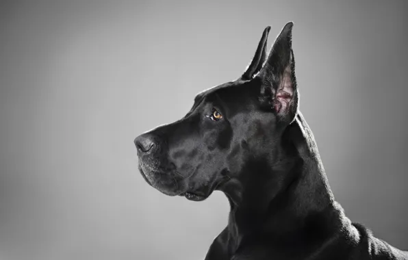 Black, dog, profile, breed, great Dane