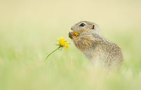 Picture grass, look, flowers, yellow, pose, dandelion, gopher, meal