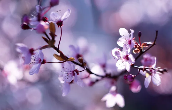Picture flowers, branches, background, blur, spring, flowering, lilac, bokeh