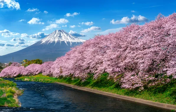Picture river, spring, Japan, Sakura, Japan, flowering, mount Fuji, river