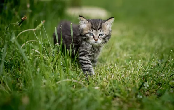 Picture summer, grass, look, nature, animal, cub, kitty