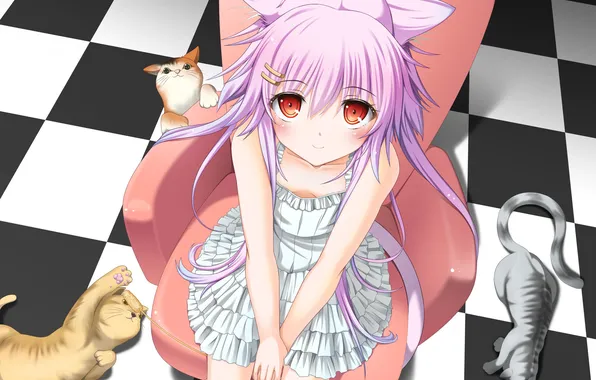 Picture cats, chair, girl, tail, ears, neko, checkerboard