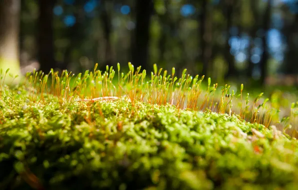 Picture macro, moss, things