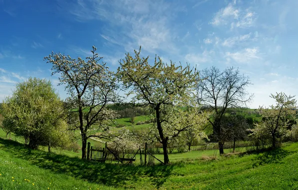 Grass, trees, spring