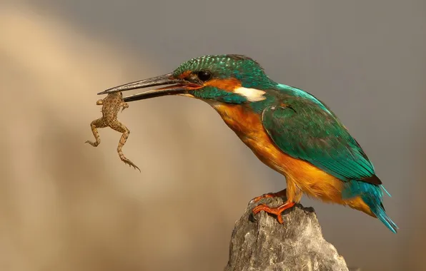 Stones, frog, bird, mining, Kingfisher