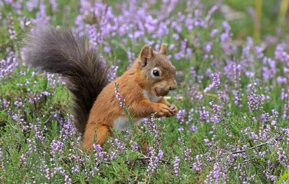 Field, flowers, protein, Heather, oresic