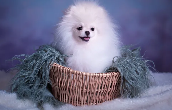 White, look, background, blue, basket, portrait, dog, pile