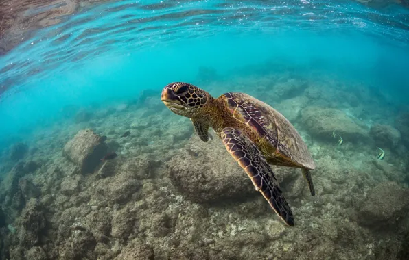Sea, turtle, underwater world, sea