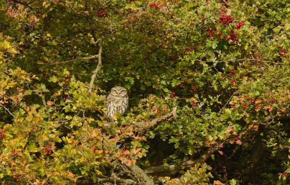 Tree, owl, bird, The little owl, hawthorn