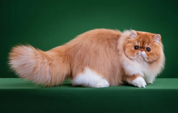 Cat, cat, look, face, pose, fluffy, pers, red