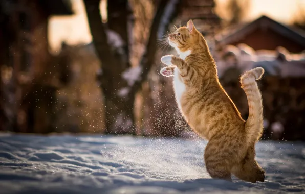 Winter, cat, snow, red, Kote, on hind legs