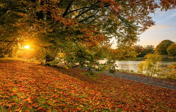 Autumn, lake, tree, Germany, Germany, fallen leaves, North Rhine-Westphalia, North Rhine-Westphalia