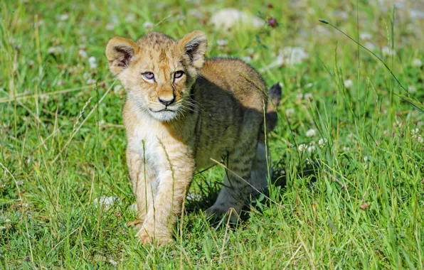 Grass, baby, lion