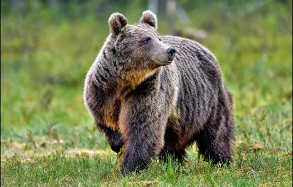 Grass, look, nature, pose, glade, bear, profile, brown