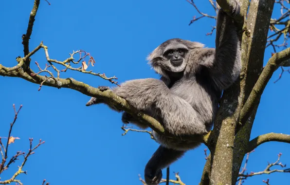 Picture the sky, look, trees, branches, pose, blue, monkey