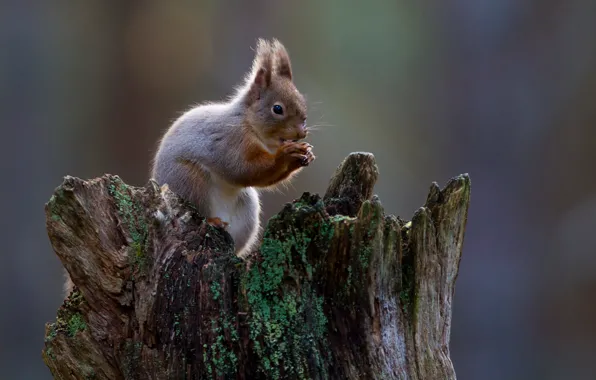 Background, animal, moss, stump, protein, meal
