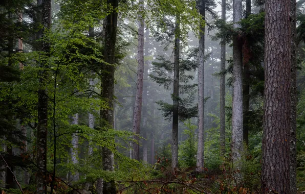 Forest, trees, nature