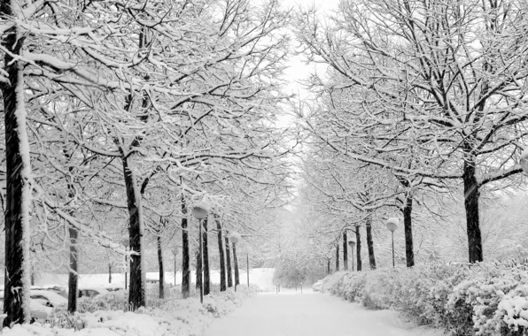 Picture winter, snow, Nature