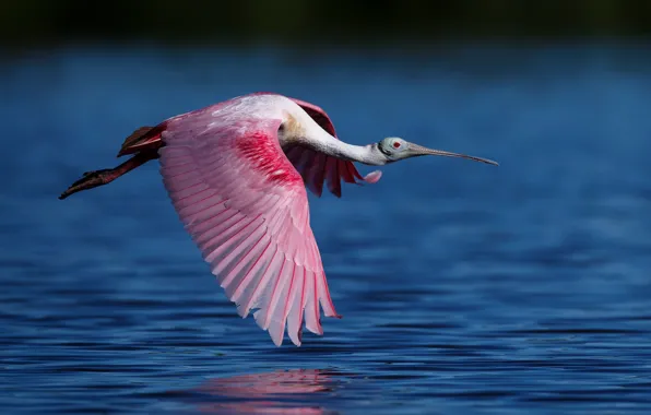 Picture water, bird, flight, Roseate spoonbill, the family of ibises