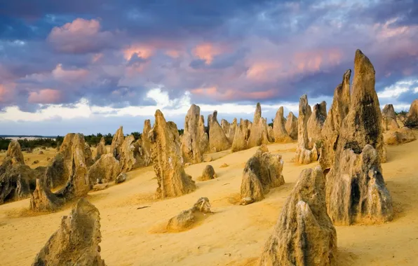 Picture desert, Australia, National Park Nambung, Pinnacles