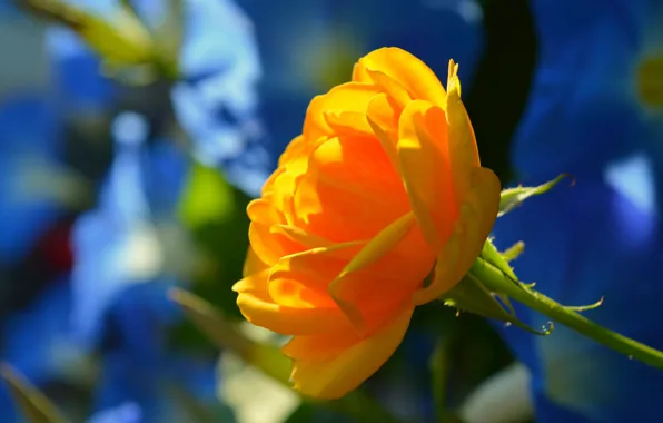 Picture Flower, Flower, Bokeh, Boke, Yellow rose, Yellow rose