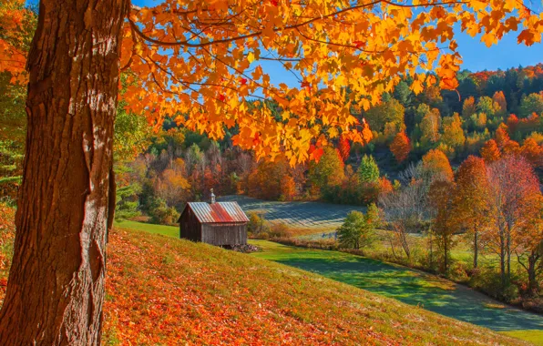 Autumn, forest, trees, the barn, Woodstock, Vermont, Vermont, Woodstock