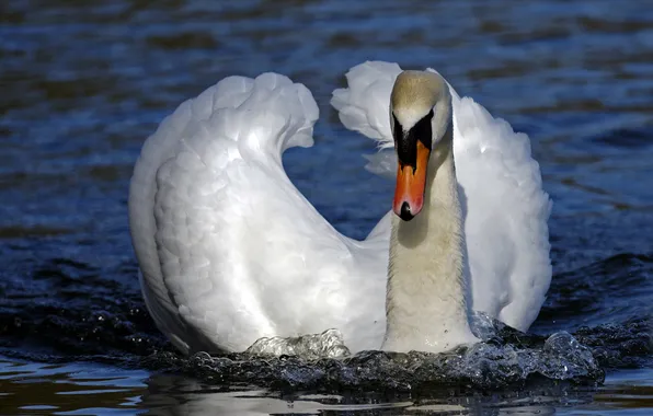 Water, bird, Swan