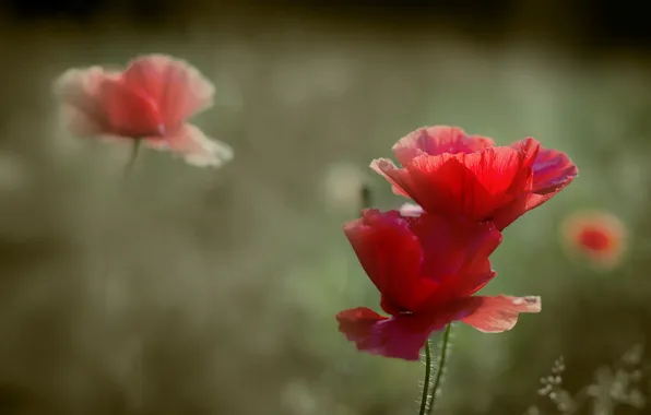 Summer, nature, Maki