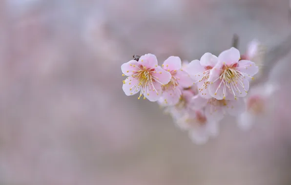 Flowers, background, branch, Sakura, pink