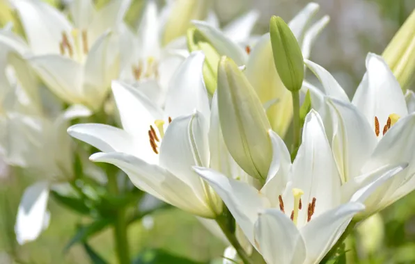 Picture macro, Lily, petals, buds, white lilies