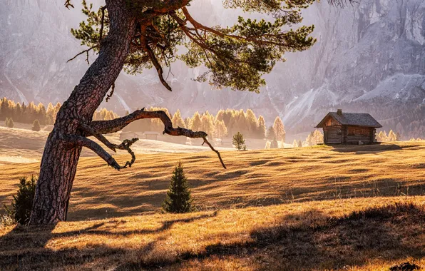 Field, forest, light, mountains, branches, fog, tree, rocks