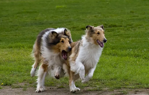 The game, running, Collie, Scottish shepherd