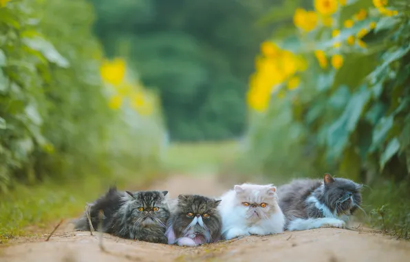 Cat, summer, cat, look, cats, sunflowers, flowers, nature