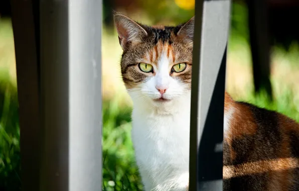Cat, look, background, the fence, spotted, trehlistna