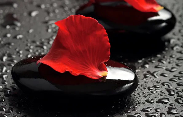 Water, stone, petal, Spa