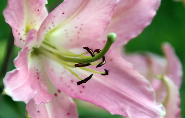 Macro, nature, pink, tenderness, Lily, petals, stamens, pistil