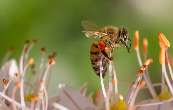 Macro, bee, insect