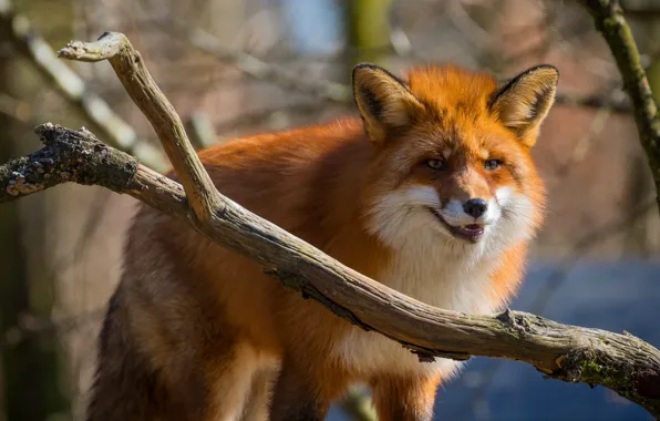Look, face, branches, pose, background, tree, branch, Fox