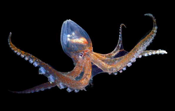 Picture octopus, black background, octopus, black background, the Atlantic ocean, atlantic ocean