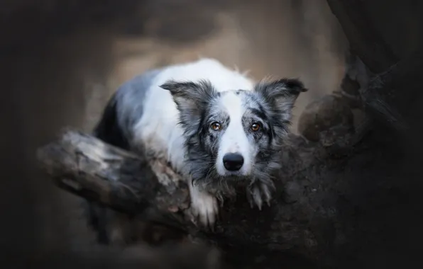 Picture dog, look, face, spotted, tree, bitches, snag, the border collie