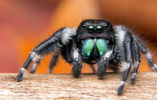 Picture macro, background, black, spider, mohnatyi, eyed, jumper, the Hoppy