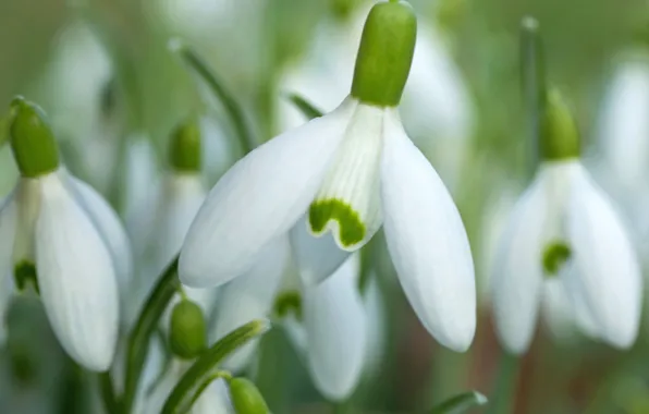 Macro, spring, bokeh, Snowdrop, Galanthus