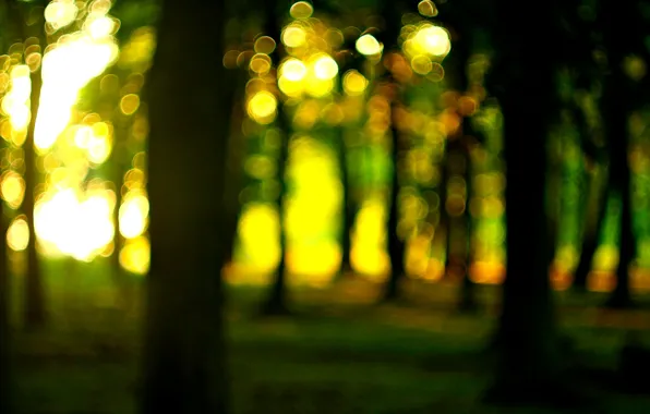 Forest, the sun, macro, trees, nature, widescreen, Wallpaper, blur