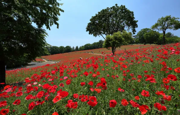 Trees, landscape, flowers, nature, Park, Maki