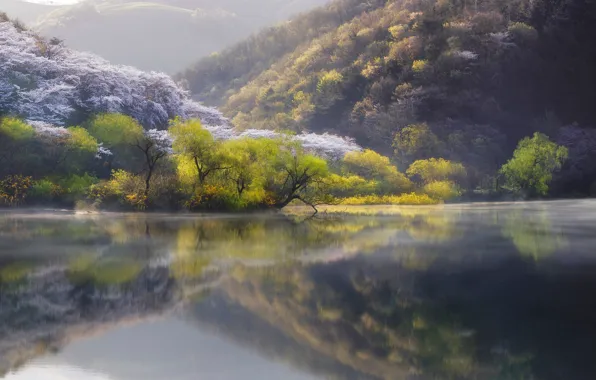Picture nature, lake, river, spring, Japan