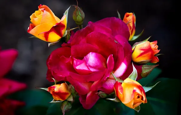 Flowers, background, roses