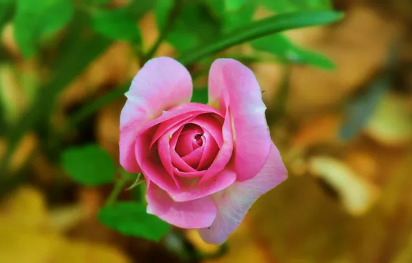 Bokeh, Bokeh, Pink rose, Pink rose